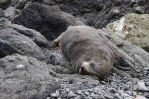 Nicht draufsetzen, stinkt wie Hulle!