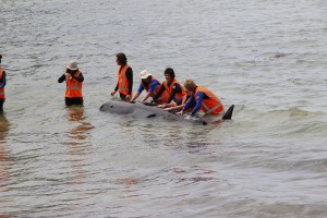 Zum Glück nur aus Gummi und nicht tot.