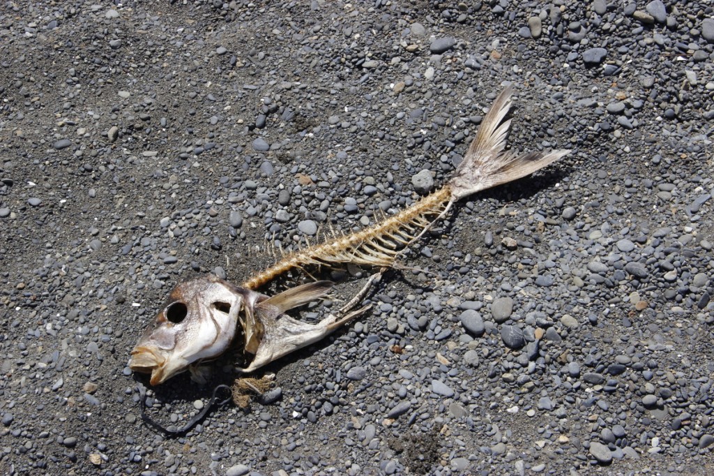 Köderfisch, schon ein bischen abgenagt