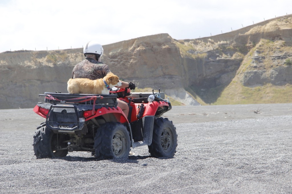 In Lake Ferry hat augenscheinlich jeder ein Quad (plus Hund)