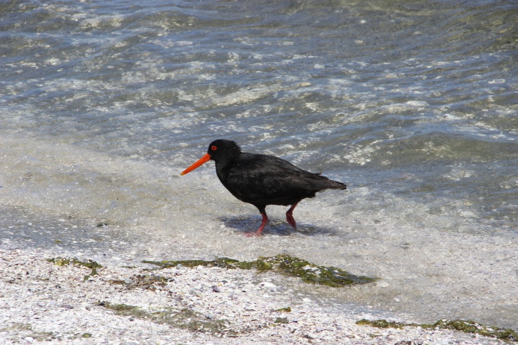Oystercatcher am Farewell Spit