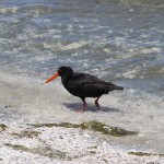 Oystercatcher am Farewell Spit
