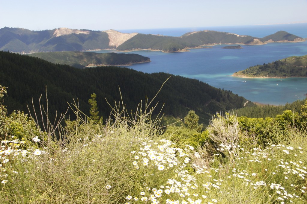 Marlborough Sounds (II)